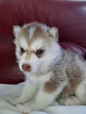 Les chiots de Siberian Husky
