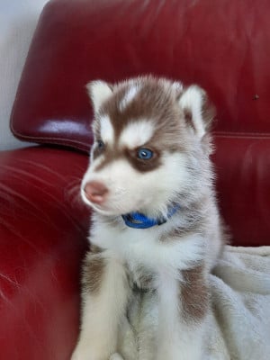 Les chiots de Siberian Husky