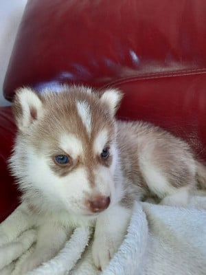 Les chiots de Siberian Husky