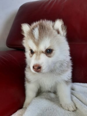 Les chiots de Siberian Husky