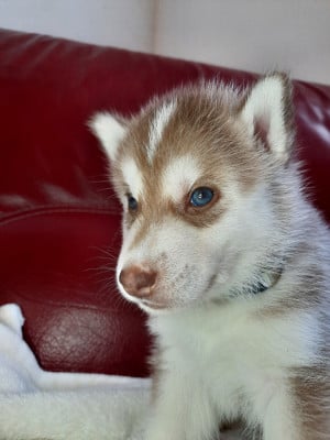 Les chiots de Siberian Husky