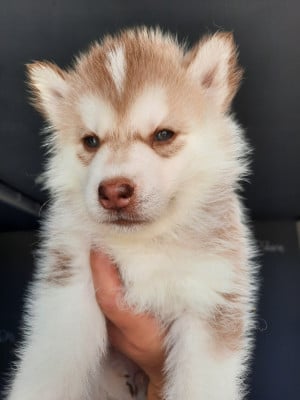 Les chiots de Siberian Husky