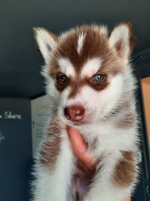 Les chiots de Siberian Husky