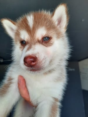 Les chiots de Siberian Husky