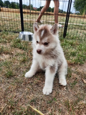 Les chiots de Siberian Husky