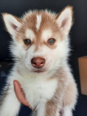 Les chiots de Siberian Husky