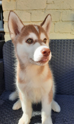 Les chiots de Siberian Husky