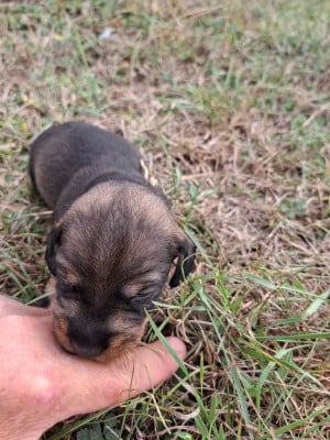 CHIOT 3 - Teckel poil dur