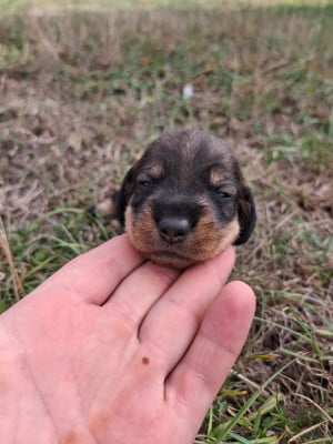 CHIOT 4 - Teckel poil dur