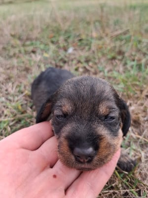CHIOT 5 - Teckel poil dur