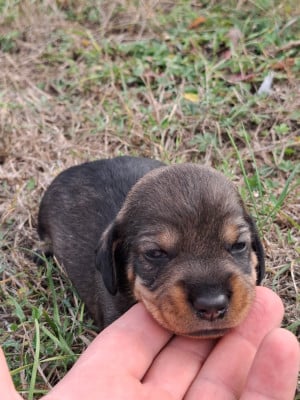 CHIOT 6 - Teckel poil dur