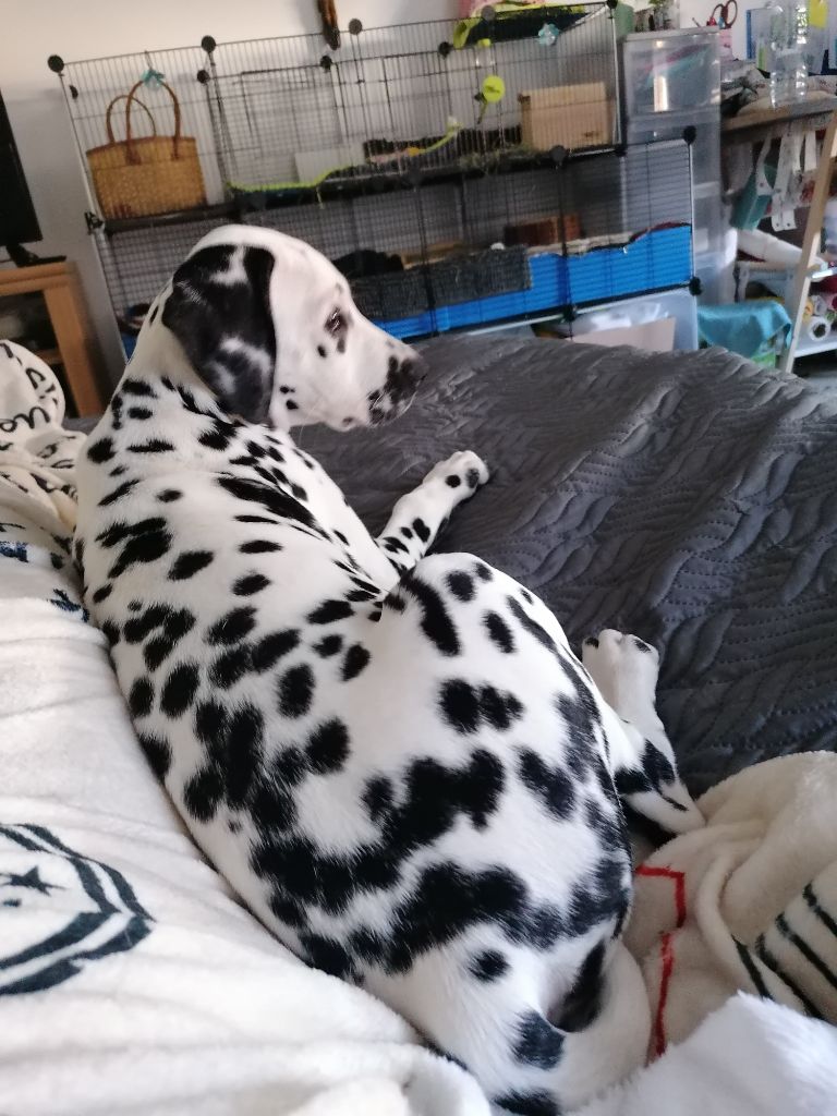 Publication : Du Cercle De Lallybrock