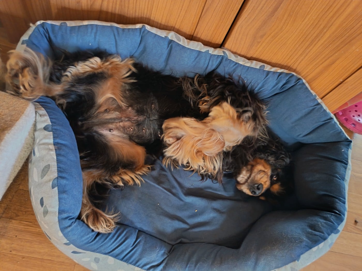 Publication : Au Bonheur Des Canins