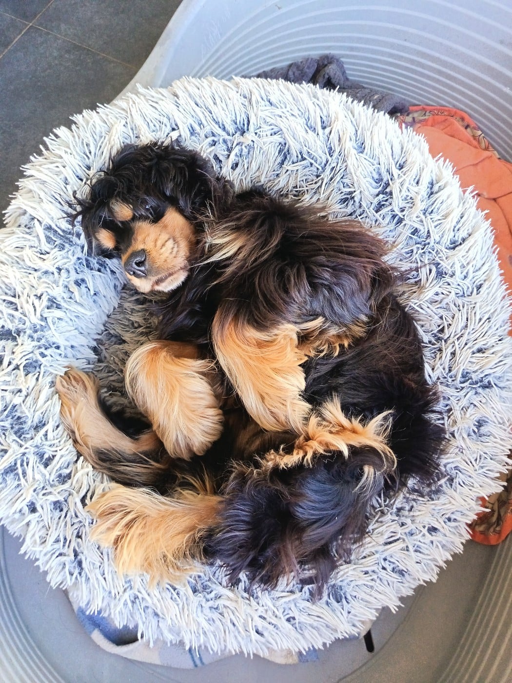 Publication : Au Bonheur Des Canins