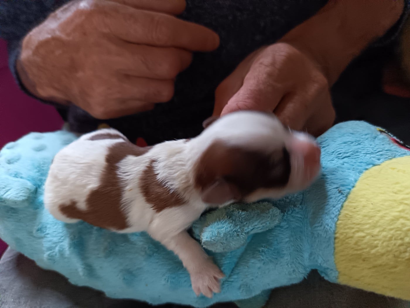 Chiot N°2 - Bichon Havanais