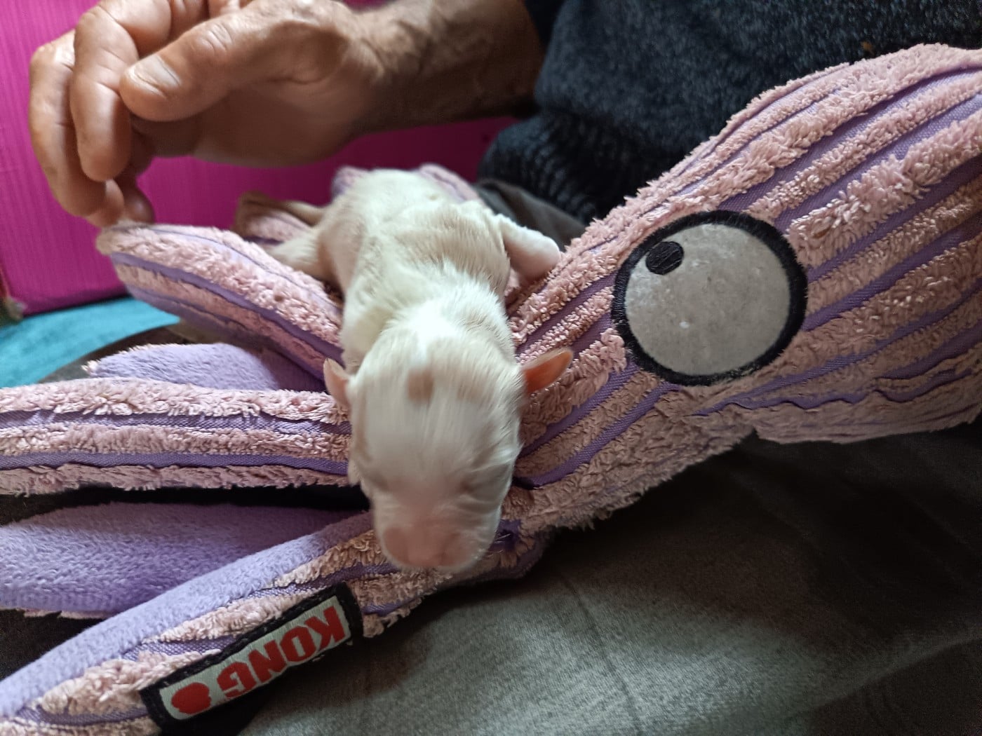 Chiot N°3 - Bichon Havanais