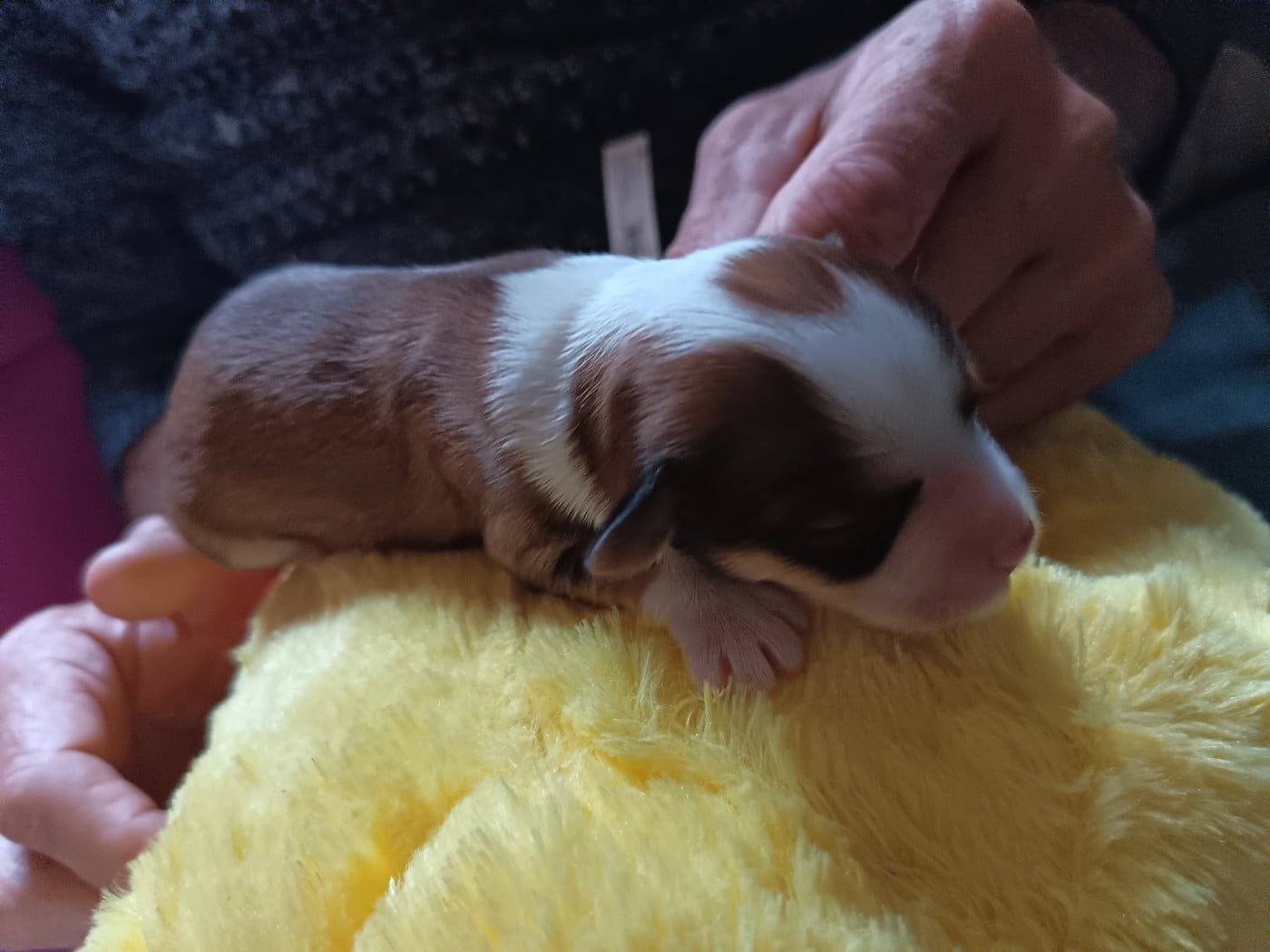 Chiot N°6 - Bichon Havanais