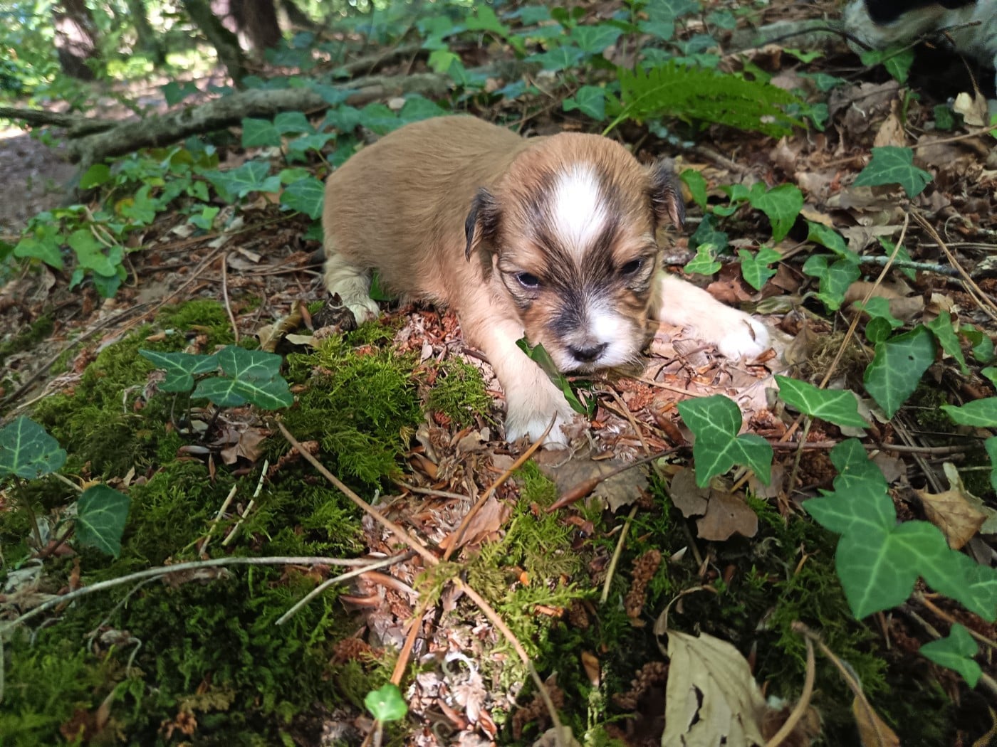 Chiot N°2 - Bichon Havanais