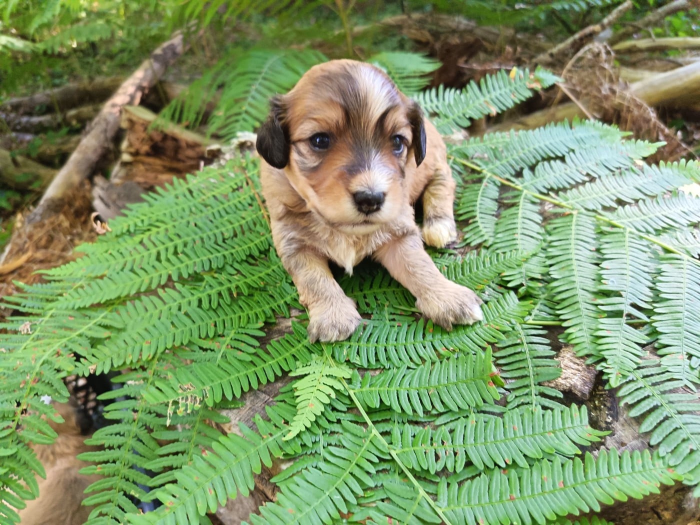 Chiot N°4