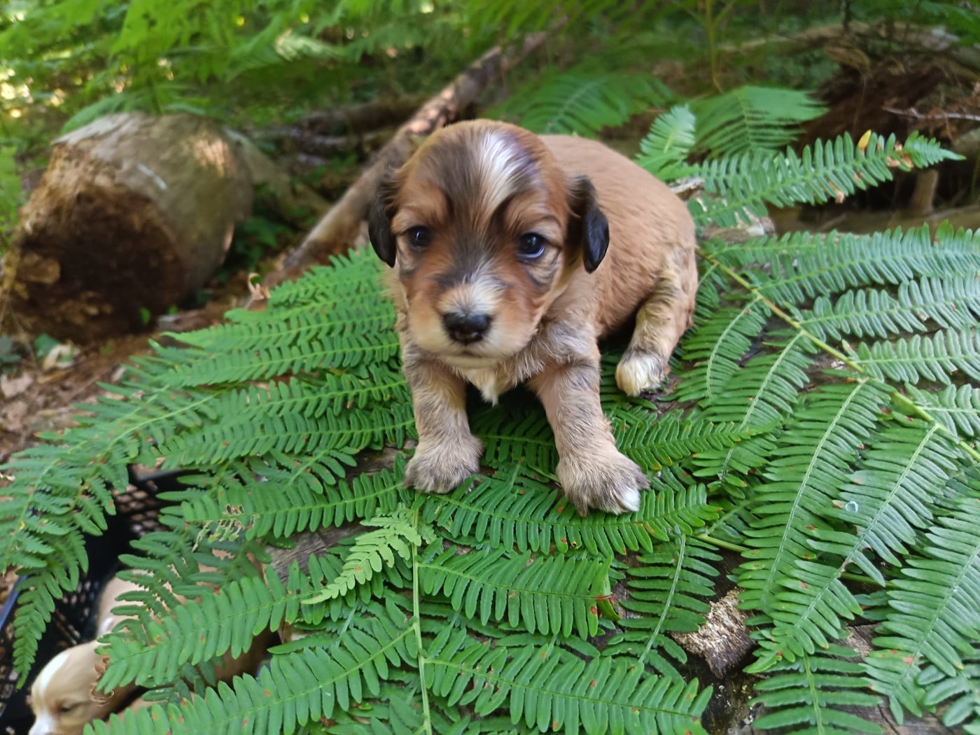 Chiot N°4