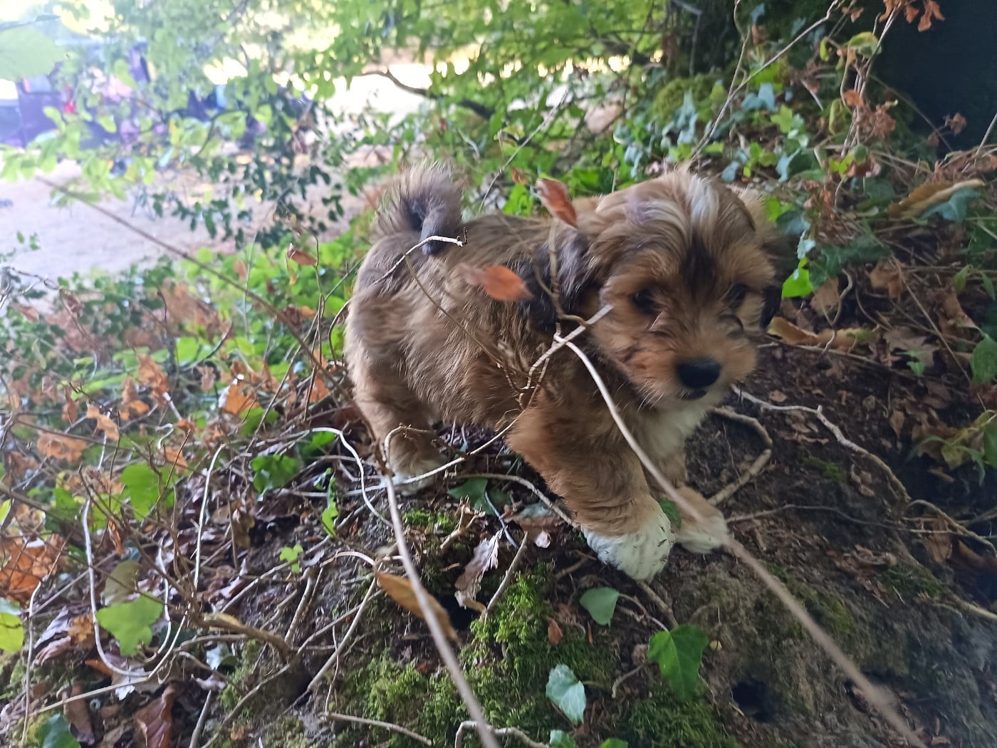 Chiot N°4 - Bichon Havanais