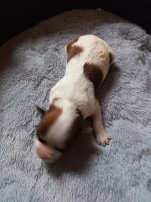Les chiots de Bichon Havanais