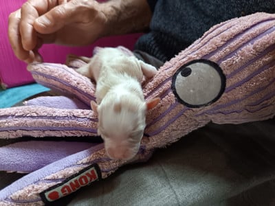 Les chiots de Bichon Havanais
