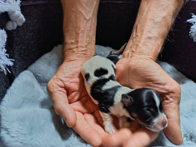 Les chiots de Bichon Havanais
