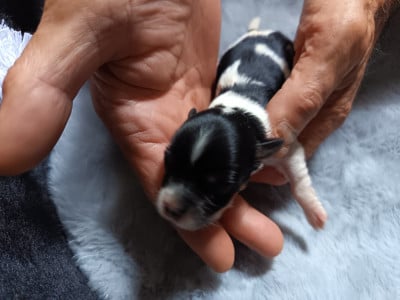 Les chiots de Bichon Havanais