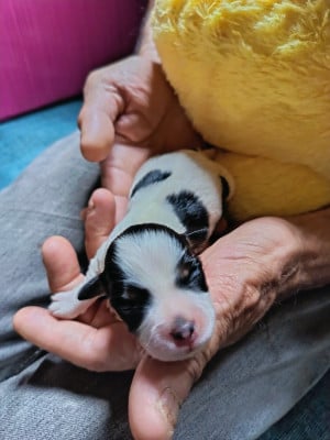 Les chiots de Bichon Havanais