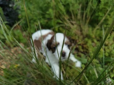 Les chiots de Bichon Havanais