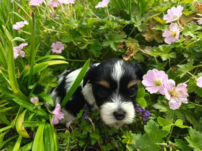 Les chiots de Bichon Havanais