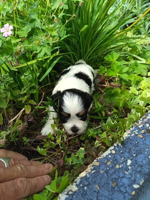 Les chiots de Bichon Havanais