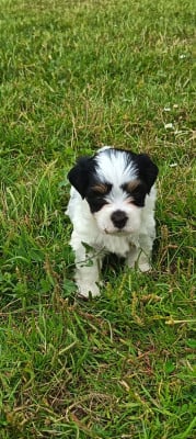 Les chiots de Bichon Havanais