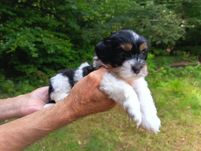 Les chiots de Bichon Havanais