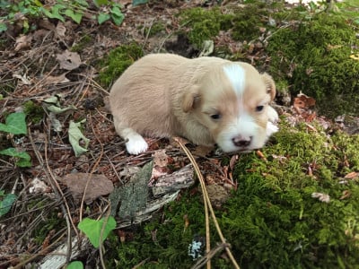 Les chiots de Bichon Havanais