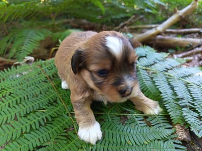 Les chiots de Bichon Havanais