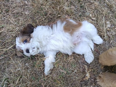 Les chiots de Bichon Havanais
