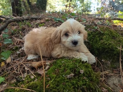 Les chiots de Bichon Havanais