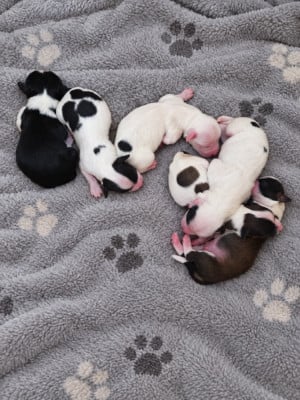 Les chiots de Bichon Havanais