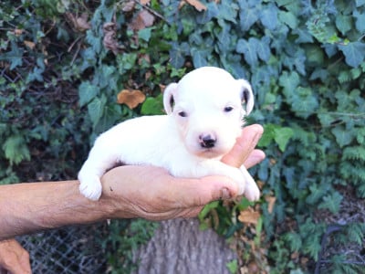 Les chiots de Bichon Havanais