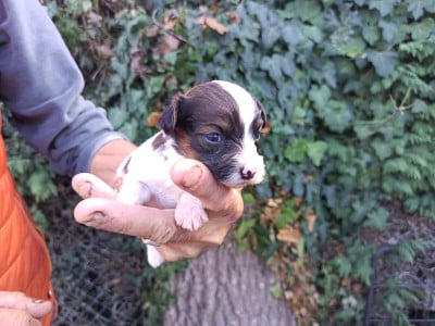 Les chiots de Bichon Havanais