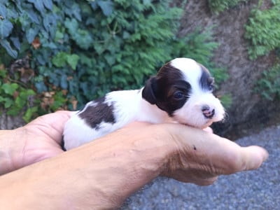 Les chiots de Bichon Havanais