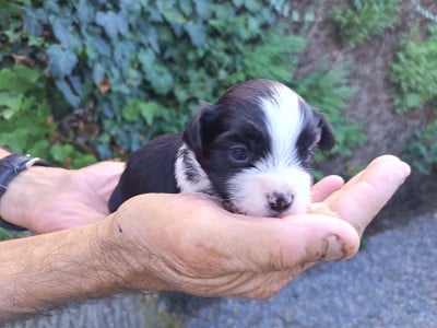 Les chiots de Bichon Havanais