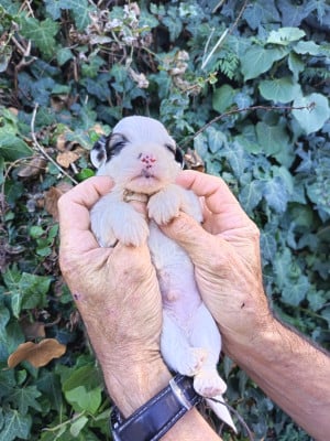 Les chiots de Bichon Havanais