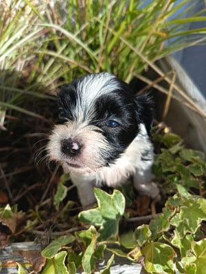 Les chiots de Bichon Havanais