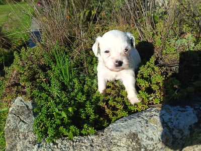Les chiots de Bichon Havanais