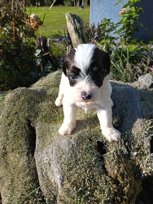 Les chiots de Bichon Havanais
