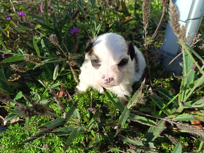 Les chiots de Bichon Havanais
