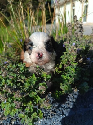 Les chiots de Bichon Havanais